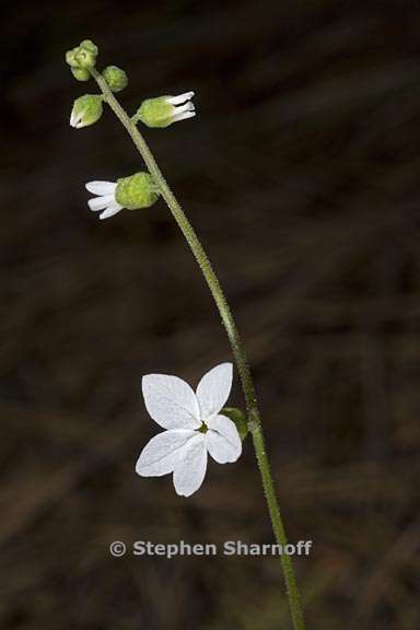 lithophragma bolanderi 5 graphic